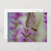 Carte Postale Abeille de miel (Devant / Derrière)