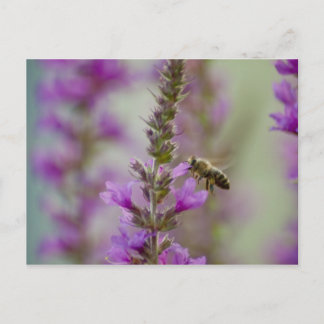 Carte Postale Abeille de miel