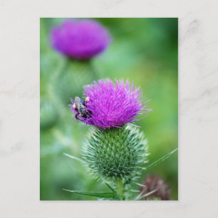 Carte Postale Abeille de miel et chardon