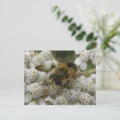 Carte postale Abeille de miel et fleurs (Debout devant)