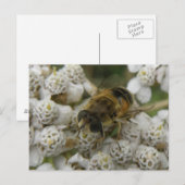 Carte postale Abeille de miel et fleurs (Devant / Derrière)