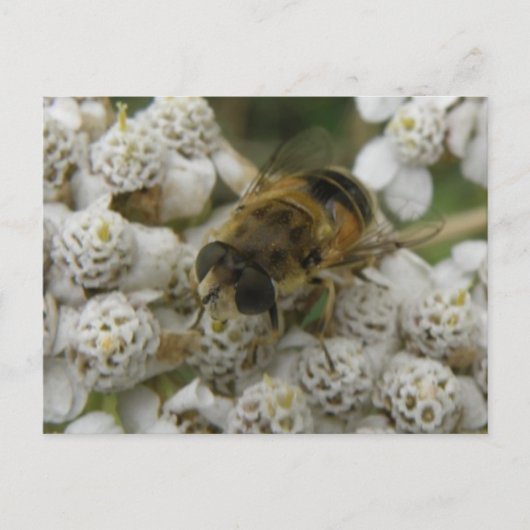 Carte postale Abeille de miel et fleurs (Devant)