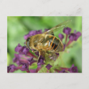 Carte postale Abeille de miel et Fleurs pourpres