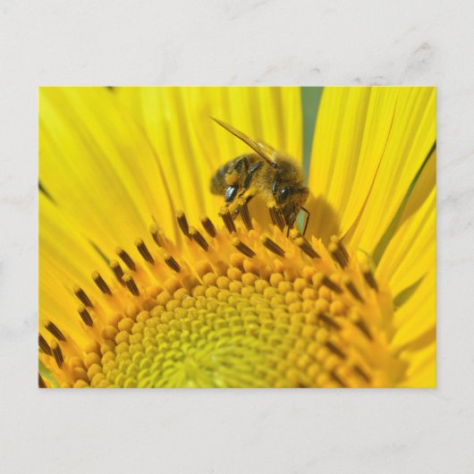 Carte Postale Abeille de miel se nourrit de tournesol (Devant)