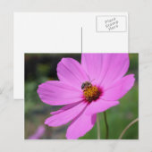 Carte Postale Abeille De Miel Sur Cosmos Flower Nature (Devant / Derrière)