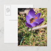 Carte Postale Abeille de miel sur Crocus (Devant / Derrière)