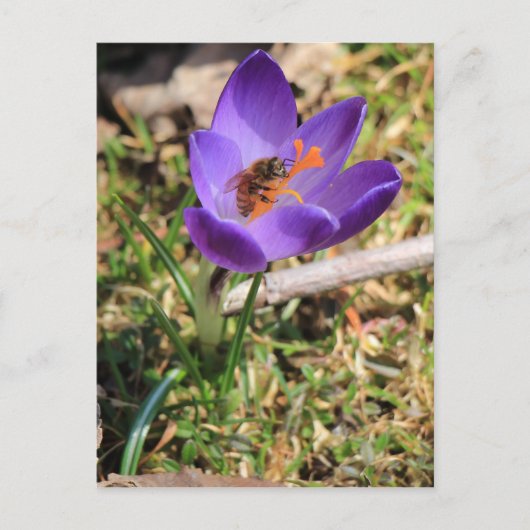 Carte Postale Abeille de miel sur Crocus (Devant)