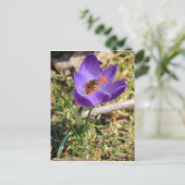 Carte Postale Abeille de miel sur Crocus (Debout devant)
