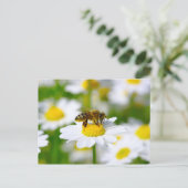 Carte Postale Abeille de miel sur la marguerite (Debout devant)