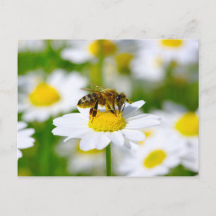 Carte Postale Abeille de miel sur la marguerite