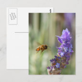 Carte Postale Abeille de miel sur Lavender (Devant / Derrière)