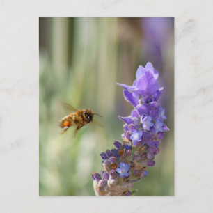Carte Postale Abeille de miel sur Lavender
