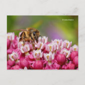 Carte Postale Abeille de miel sur Narrowleaf Milkweed Plante (Devant)