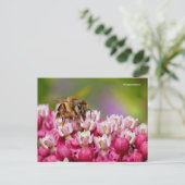 Carte Postale Abeille de miel sur Narrowleaf Milkweed Plante (Debout devant)
