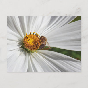 Carte Postale Abeille de miel sur une fleur de cosmos blanc