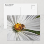 Carte Postale Abeille de miel sur une fleur de cosmos blanc (Devant / Derrière)