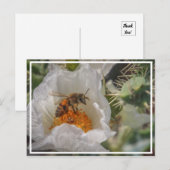 Carte Postale Abeille dormante (Devant / Derrière)