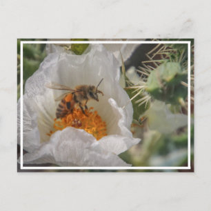 Carte Postale Abeille dormante