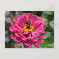 Abeille élégante rose fleur florale chrysanthème m