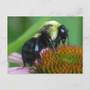 Carte Postale Abeille en Gros Plan