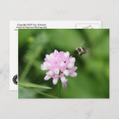 Carte Postale Abeille en vol (Devant / Derrière)
