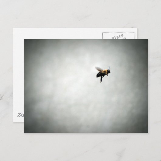 Carte Postale abeille en vol (Devant / Derrière)