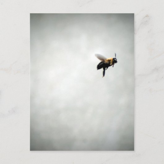 Carte Postale abeille en vol (Devant)