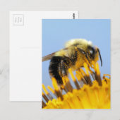 Carte Postale Abeille endormie (Devant / Derrière)
