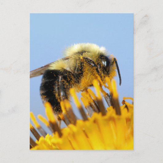 Carte Postale Abeille endormie (Devant)