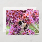 Carte Postale Abeille et bouddlie (Devant / Derrière)