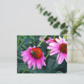 Carte Postale Abeille et Coneflower (Debout devant)