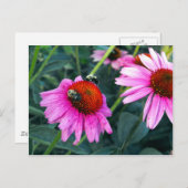 Carte Postale Abeille et Coneflower (Devant / Derrière)