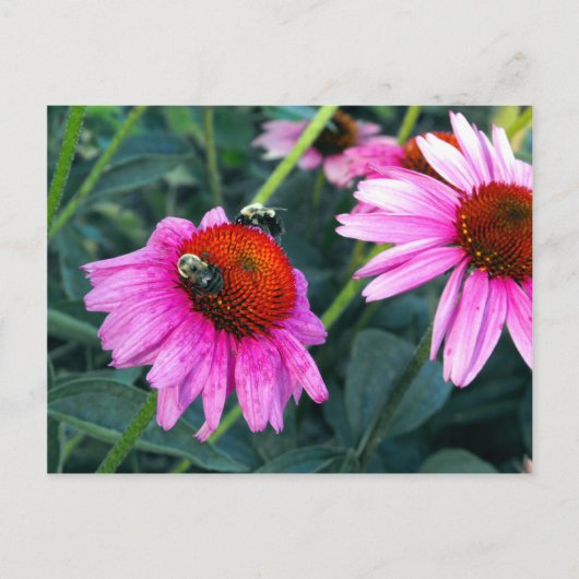 Carte Postale Abeille et Coneflower (Devant)