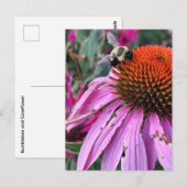 Carte Postale Abeille et Echinacée (Devant / Derrière)