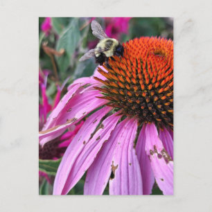 Carte Postale Abeille et Echinacée 
