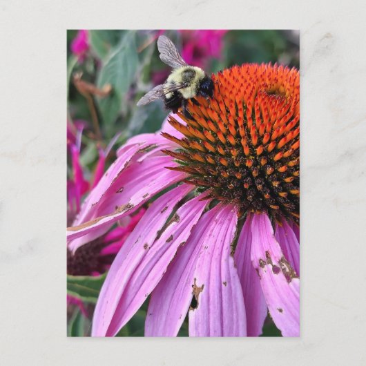 Carte Postale Abeille et Echinacée (Devant)