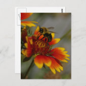 Carte postale Abeille et Fleur (Devant / Derrière)