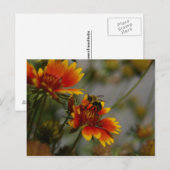 Carte postale Abeille et Fleur (Devant / Derrière)