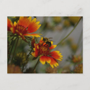 Carte postale Abeille et Fleur
