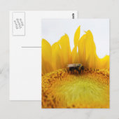Carte postale Abeille et tournesol (Devant / Derrière)