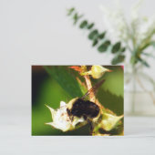 Carte Postale Abeille framboise (Debout devant)