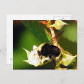Carte Postale Abeille framboise (Devant / Derrière)