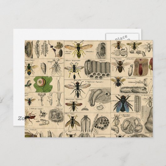 Carte Postale Abeille Insecte Bug Wasp Histoire naturelle abeill (Devant / Derrière)