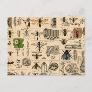 Carte Postale Abeille Insecte Bug Wasp Histoire naturelle abeill