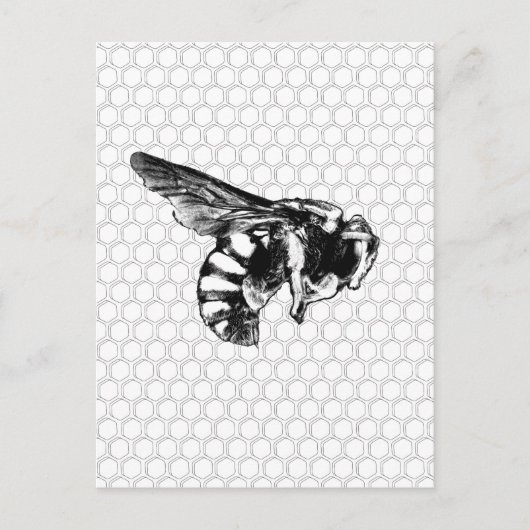 Carte Postale Abeille noire et blanche (Devant)