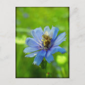 Carte Postale Abeille occupée (Devant)