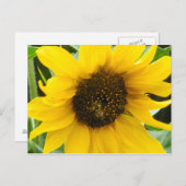 Carte Postale Abeille occupée Accentée (Devant / Derrière)