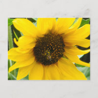 Abeille occupée Accentée