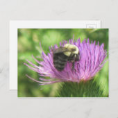 Carte Postale Abeille sur chardon (Devant / Derrière)