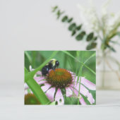 Carte Postale Abeille sur fleur conique (Debout devant)